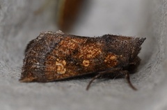 Papaipema impecuniosa