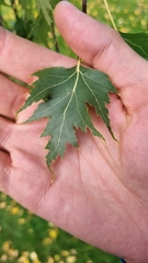 Betula pendula dalecarlica