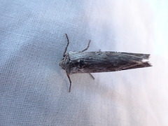 Lithomoia