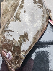 Paralichthys californicus