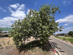 Schinus terebinthifolia