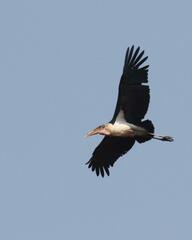 Leptoptilos crumenifer