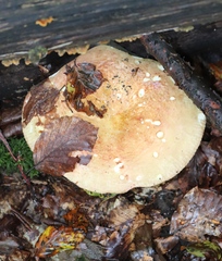 Russula ochroleuca