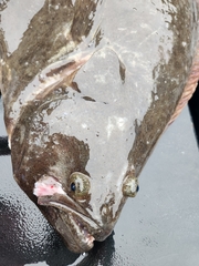 Paralichthys californicus