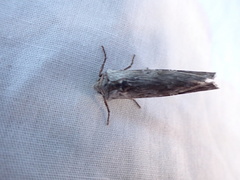 Lithomoia
