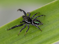 Paraphidippus aurantius