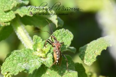 Rhynocoris erythropus