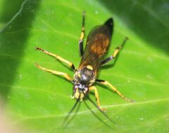 Ichneumon xanthorius