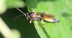 Ichneumon xanthorius