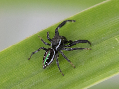 Paraphidippus aurantius