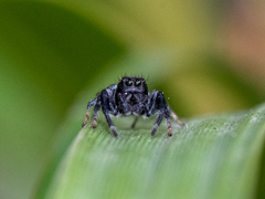 Paraphidippus aurantius