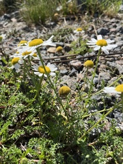 Tripleurospermum maritimum