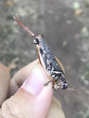 Melanoplus keeleri