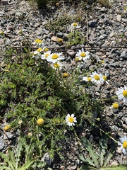 Tripleurospermum maritimum