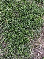 Polygonum arenastrum