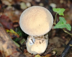 Lycoperdon excipuliforme