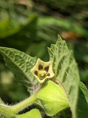 Physalis grisea