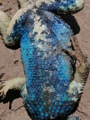 Sceloporus torquatus