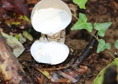 Lycoperdon excipuliforme