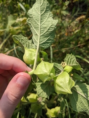 Physalis grisea