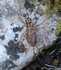 Gryllomorpha dalmatina