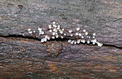 Helicogloea compressa