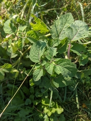 Physalis grisea