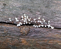 Helicogloea compressa