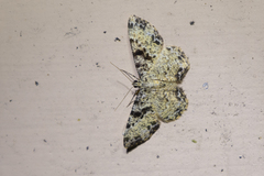 Monocerotesa strigata