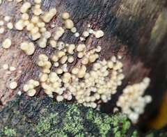 Helicogloea compressa