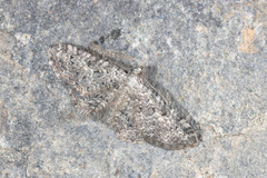 Eupithecia impurata