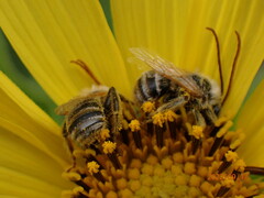 Melissodes trinodis
