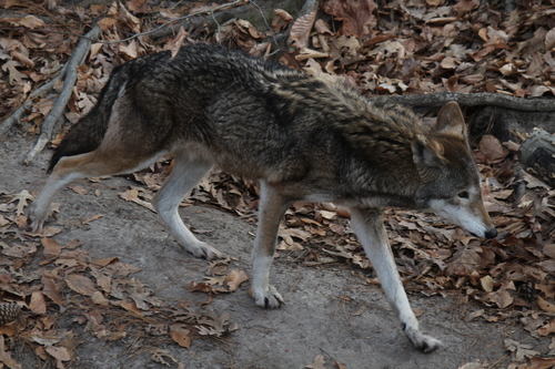 Canis rufus