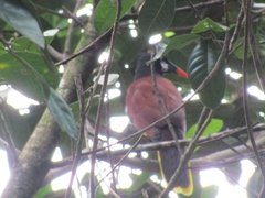 Psarocolius montezuma