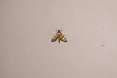 Aethaloessa