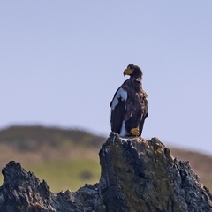 Haliaeetus pelagicus