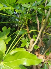 Fatsia japonica