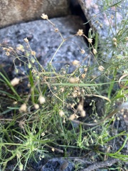 Spergula arvensis