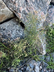 Spergula arvensis