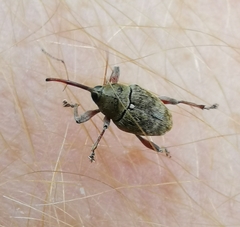 Curculio glandium