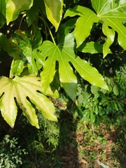 Fatsia japonica