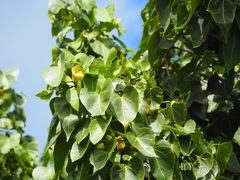 Thespesia populnea
