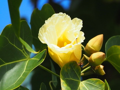 Thespesia populnea