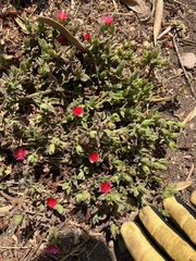 Mesembryanthemum cordifolium
