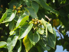 Thespesia populnea