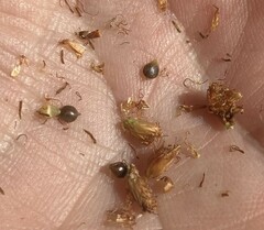 Schoenoplectus pungens