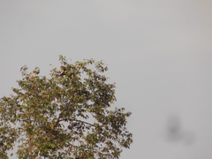 Cercopithecus campbelli