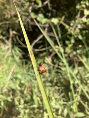 Schoenoplectus pungens