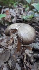 Megacollybia