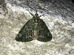Chloroclysta siterata